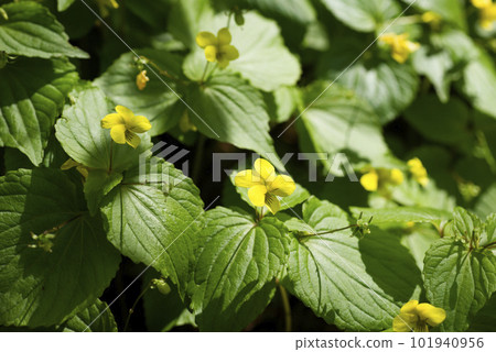 中提琴短花 101940956