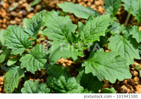 開花前的冬青（唇形科） 101941380