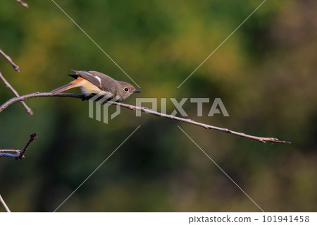 Adorable winter bird Daurian Redstart female Adorable winter bird Daurian Redstart female 101941458