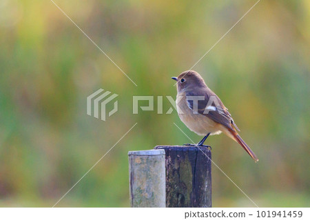 Adorable winter bird Daurian Redstart female Adorable winter bird Daurian Redstart female 101941459