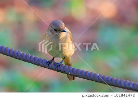 Adorable winter bird Daurian Redstart female Adorable winter bird Daurian Redstart female 101941478