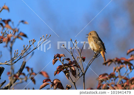 可愛的冬鳥 Daurian Redstart 女性 可愛的冬鳥 Daurian Redstart 女性 101941479
