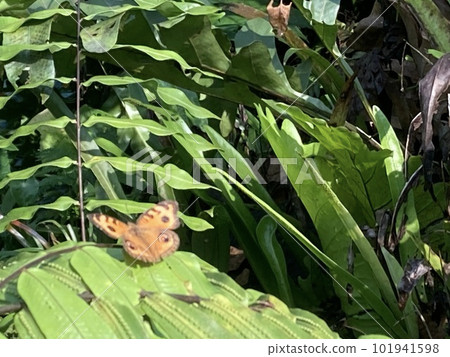 在蝴蝶公園拍攝的一隻蝴蝶正在休息它的翅膀 101941598