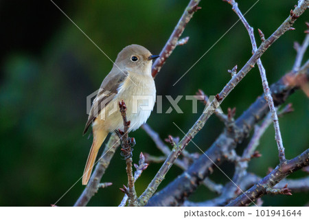 可愛的冬鳥 Daurian Redstart 女性 101941644
