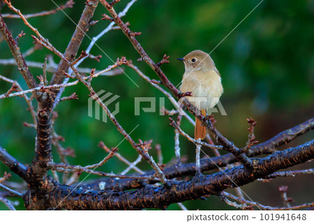 Adorable winter bird Daurian Redstart female Adorable winter bird Daurian Redstart female 101941648