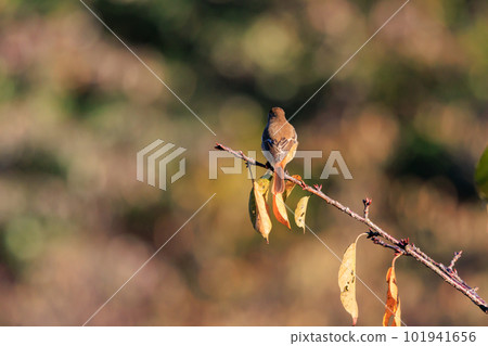 Adorable winter bird Daurian Redstart female Adorable winter bird Daurian Redstart female 101941656