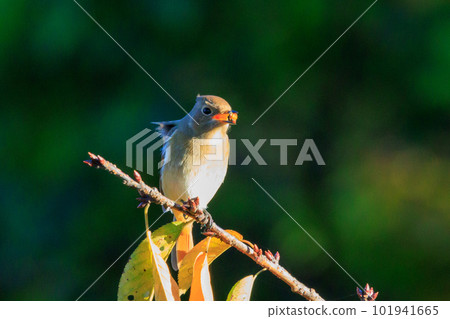可愛的冬鳥 Daurian Redstart 女性 101941665
