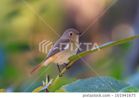 Adorable winter bird Daurian Redstart female Adorable winter bird Daurian Redstart female 101941675