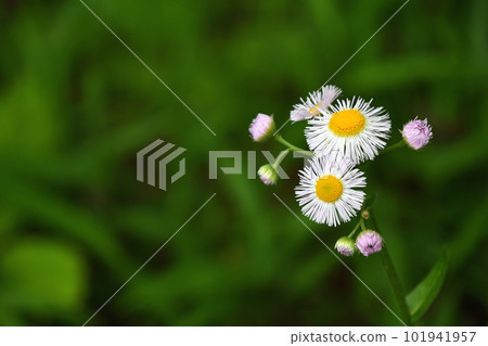 Haruzion (Haru Shion) 101941957