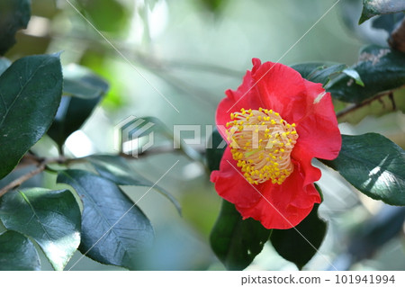 在嚴冬裡，它持久地開花 101941994