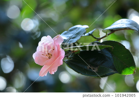 It blooms durably in the severe winter It blooms durably in the severe winter 101942005