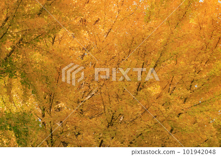 公園的秋色如織錦 公園的秋色如織錦 101942048