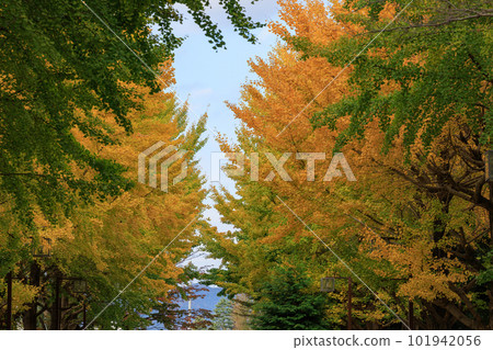 公園的秋色如織錦 101942056