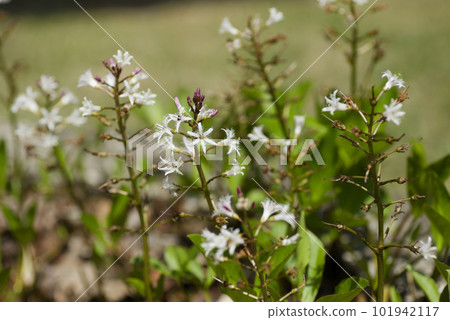 Mitsugashiwa的白花 Mitsugashiwa的白花 101942117