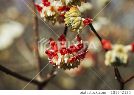 Mitumata花 101942123