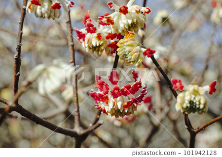 Mitumata flowers Mitumata flowers 101942128