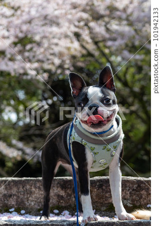A standing Boston Terrier in front of the cherry blossoms in full bloom 101942133