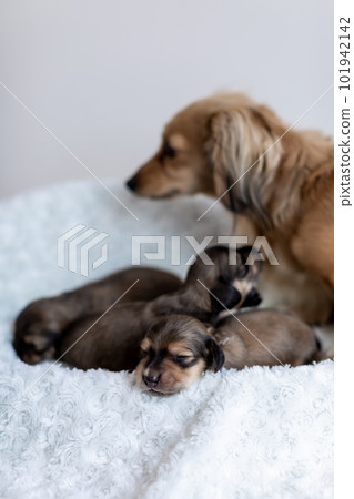 Cute puppy Kaninchen Dachshund 101942142