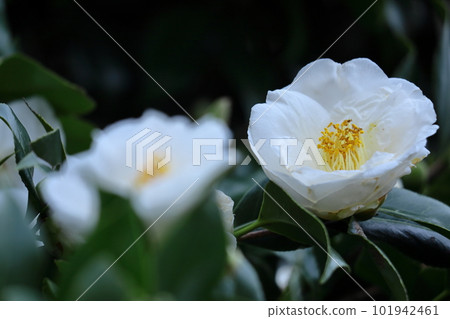 It blooms durably in the severe winter It blooms durably in the severe winter 101942461