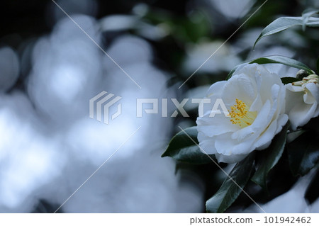 It blooms durably in the severe winter 101942462