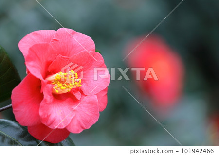 It blooms durably in the severe winter 101942466