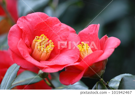 It blooms durably in the severe winter It blooms durably in the severe winter 101942467