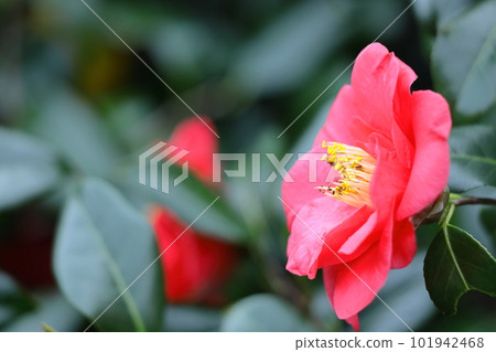 It blooms durably in the severe winter 101942468