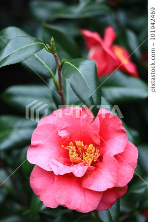 It blooms durably in the severe winter 101942469