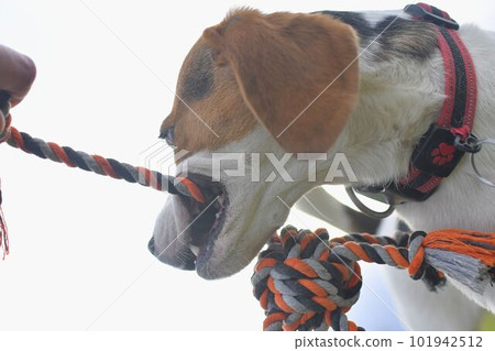 A beagle with a dog toy in its mouth. Dog and owner playing tug of war with a rope toy. Playful dog and its tug rope toy. A beagle with a dog toy in its mouth. Dog and owner playing tug of war with a rope toy. Playful dog and its tug rope toy. 101942512