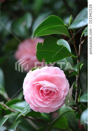 It blooms durably in the severe winter 101942526