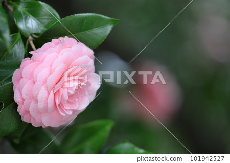 It blooms durably in the severe winter It blooms durably in the severe winter 101942527