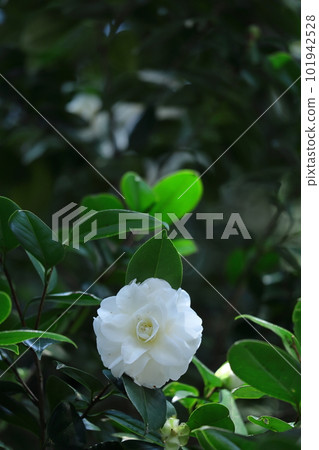 It blooms durably in the severe winter It blooms durably in the severe winter 101942528