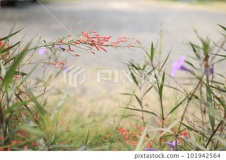 Coral fountain vivid flower field 101942564