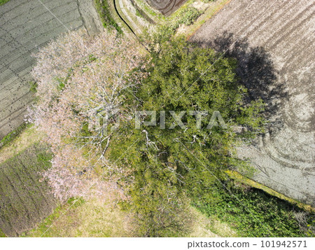 八木之加屋櫻花盛開 101942571