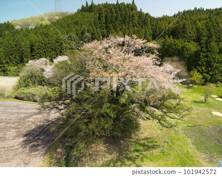 八木之加屋櫻花盛開 八木之加屋櫻花盛開 101942572