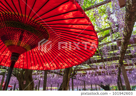 Tennogawa Park, wisteria in full bloom <Tsushima City, Aichi Prefecture> 101942603
