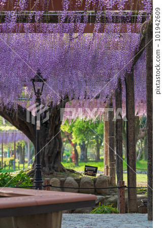 Tennogawa Park, wisteria in full bloom <Tsushima City, Aichi Prefecture> 101942609