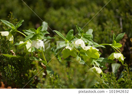 聖誕玫瑰鮮花 聖誕玫瑰鮮花 101942632