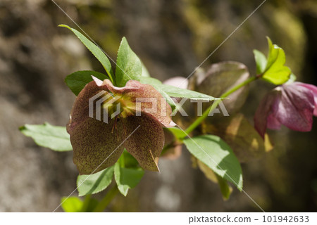 聖誕玫瑰鮮花 聖誕玫瑰鮮花 101942633