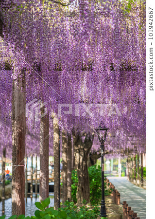 Tennogawa Park, wisteria in full bloom <Tsushima City, Aichi Prefecture> 101942667