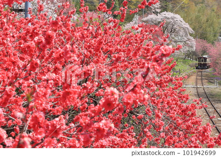Watarase Keikoku Railway "Flower Peach and Train at Kobe Station" 101942699