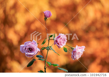 Roses are representative of ornamental plants and boast a wide variety of varieties. 101942716