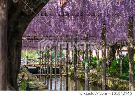 Tennogawa Park, wisteria in full bloom <Tsushima City, Aichi Prefecture> Tennogawa Park, wisteria in full bloom <Tsushima City, Aichi Prefecture> 101942740