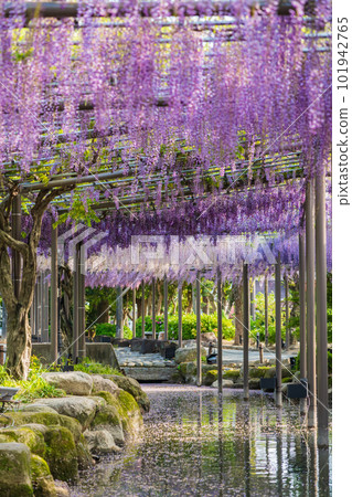 Tennogawa Park, wisteria in full bloom <Tsushima City, Aichi Prefecture> Tennogawa Park, wisteria in full bloom <Tsushima City, Aichi Prefecture> 101942765