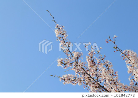 櫻花 101942778