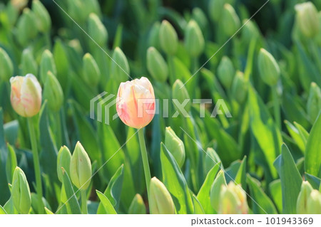 Tulips blooming in the flowerbed Tulips blooming in the flowerbed 101943369