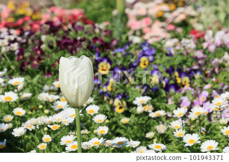 Tulips blooming in the flowerbed 101943371