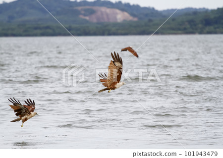 Red eagle fly on the sky in nature at thailand Red eagle fly on the sky in nature at thailand 101943479