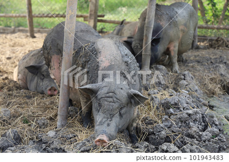 The Pig playing mud look like boar at farm The Pig playing mud look like boar at farm 101943483