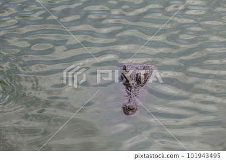 Close up big head crocodile is show head in river Close up big head crocodile is show head in river 101943495